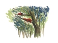 Boiger_LifeInTheWoods_01