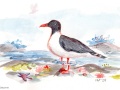 Osborne-Laughing-Gull
