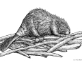 Timothy-Beaver