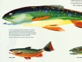 Weinberg-Fly-Fishing-trout